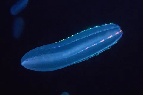 Гребневик берое (Beroe abyssicola)