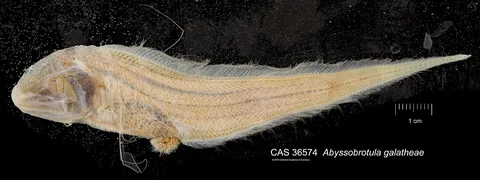 Абиссобротула (Abyssobrotula galatheae)