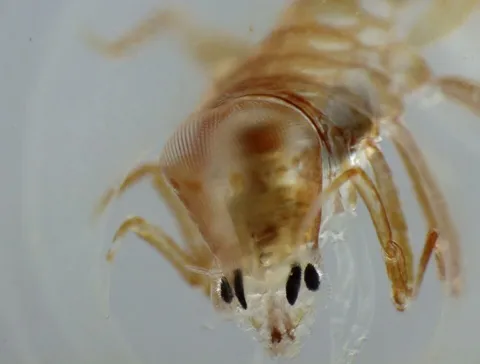Фронима (Phronima sedentaria)