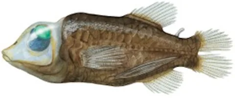 Бочкоглаз (Macropinna microstoma)