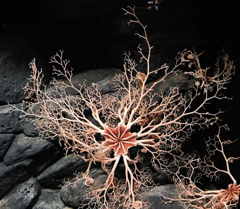 Голова Горгоны (Gorgonocephalus eucnemis)