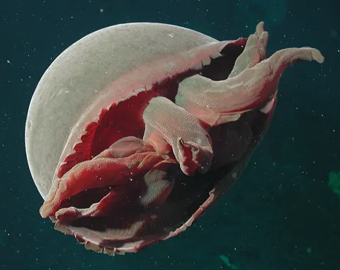 Большая красная медуза (Tiburonia granrojo)