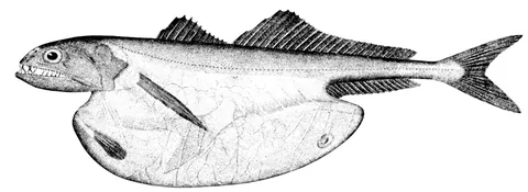 Черный живоглот (Chiasmodon niger)