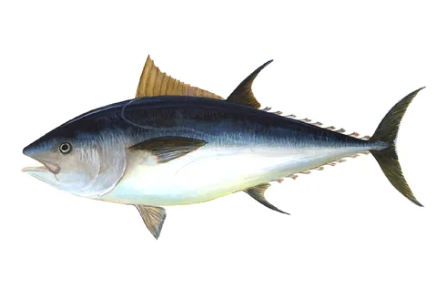 Синий тунец (Thunnus thynnus)