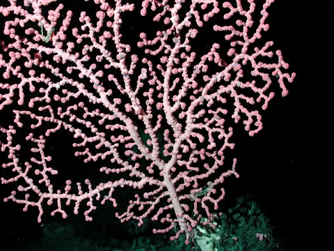 Парагоргия (Paragorgia arborea)