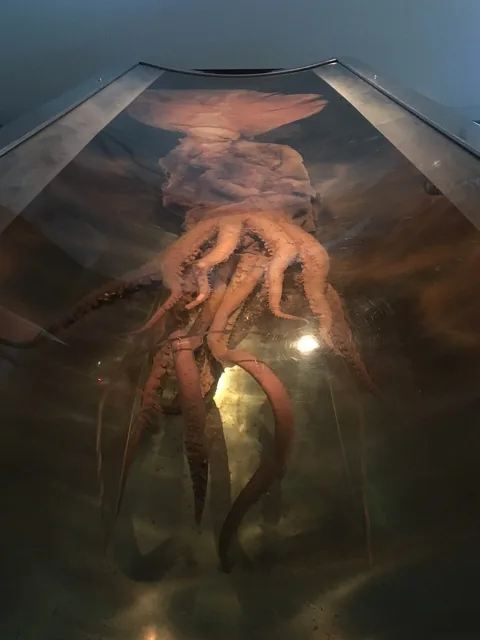 Колоссальный кальмар (Mesonychoteuthis hamiltoni)