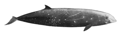Клюворыл Кювье (Ziphius cavirostris)