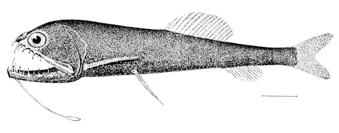 Рыбы-драконы (Stomiidae)