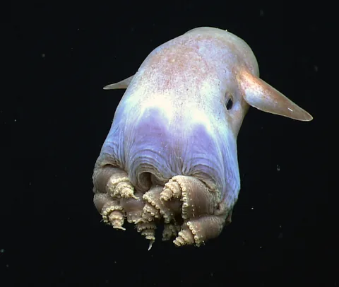 Осьминог Дамбо (Grimpoteuthis)