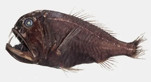 Длиннорогий саблезуб (Anoplogaster cornuta)