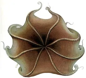 Осьминог-блинчик (Opisthoteuthis)
