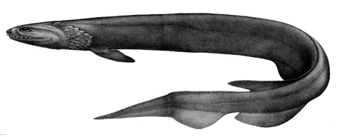 Плащеносная акула (Chlamydoselachus anguineus)