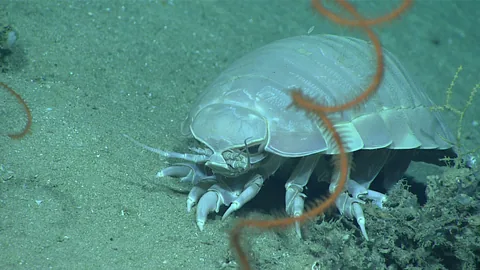 Гигантский изопод (Bathynomus giganteus)
