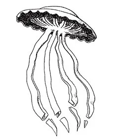 Научная иллюстрация Stygiomedusa gigantea.