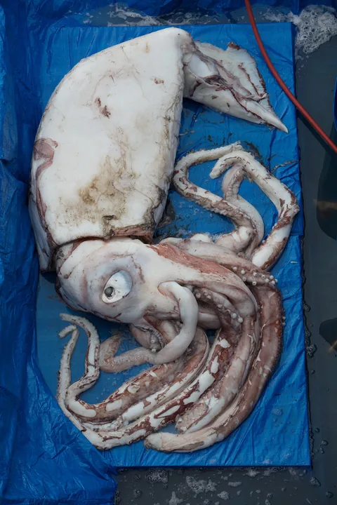 Гигантский кальмар (Architeuthis dux)