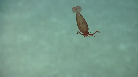 Стеклянные кальмары (Cranchiidae)