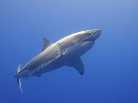 Большая белая акула (Carcharodon carcharias)