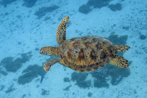 Зеленая черепаха (Chelonia mydas)