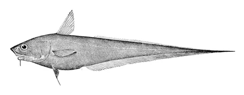 Абиссальный макрурус (Coryphaenoides armatus)