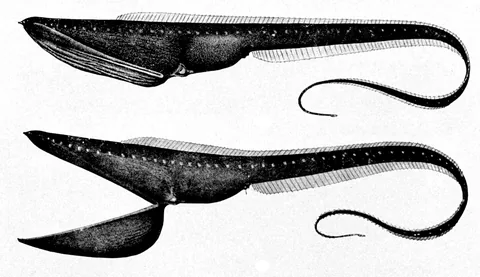 Пеликановидный большерот (Eurypharynx pelecanoides)