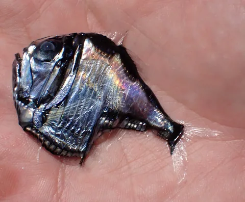 Рыба-топорик (Argyropelecus aculeatus)