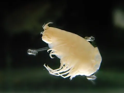 Гигантская хиронделлея (Hirondellea gigas)