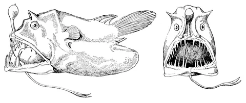 Линофрина (Linophryne)