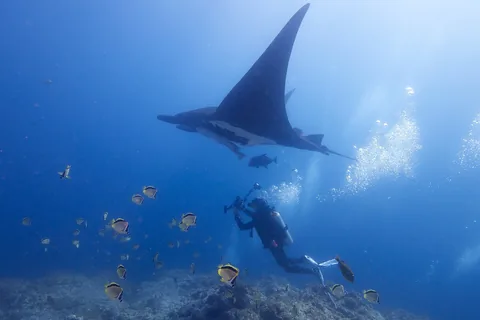 Гигантская манта (Mobula birostris)