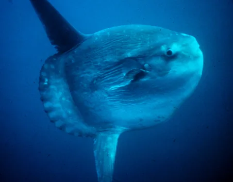 Луна-рыба (Mola mola)