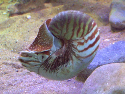 Наутилус (Nautilus pompilius)