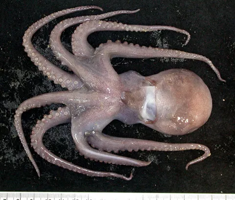 На фото — представитель рода Muusoctopus, вид не установлен.