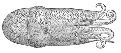 Семирукий осьминог (Haliphron atlanticus)