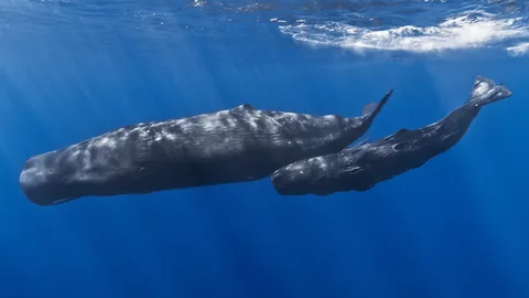 Кашалот (Physeter macrocephalus)