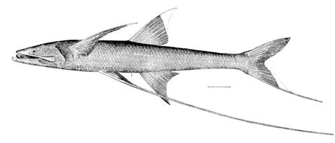 Рыба-тринога (Bathypterois grallator)