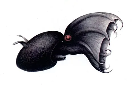 Адский вампир (Vampyroteuthis infernalis)