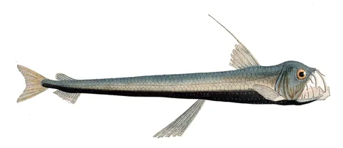 Хаулиод (Chauliodus sloani)