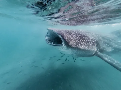 Китовая акула (Rhincodon typus)