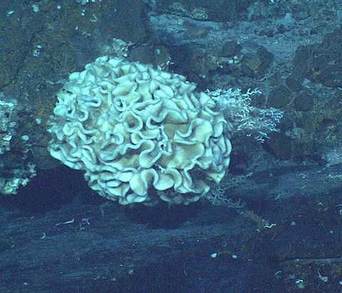 Ксенофиофора (Xenophyophoroidea)